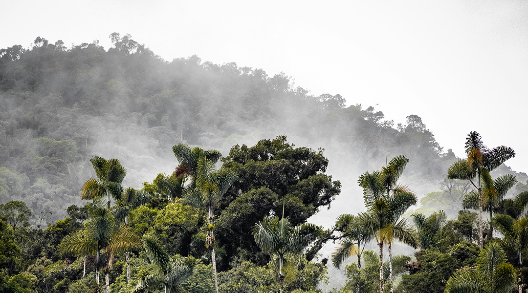 Scientists identify the driver behind a mysterious particle cloud over the Amazon