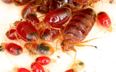 How bed bugs might help crack criminal cases