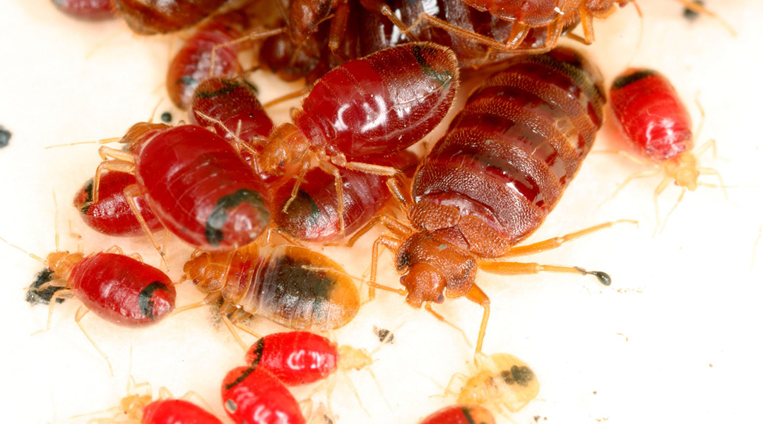 How bed bugs might help crack criminal cases