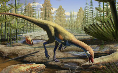 New species shows dinosaurs were early risers in the Northern Hemisphere