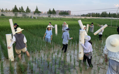 High yield, eco-friendly rice reduces methane emissions by 70%