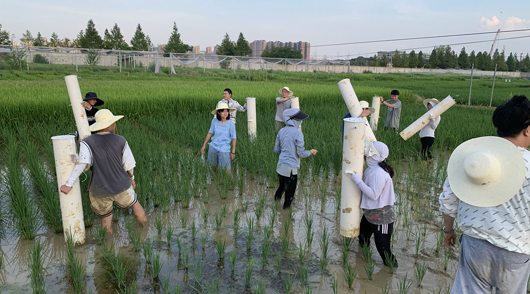 High yield, eco-friendly rice reduces methane emissions by 70%