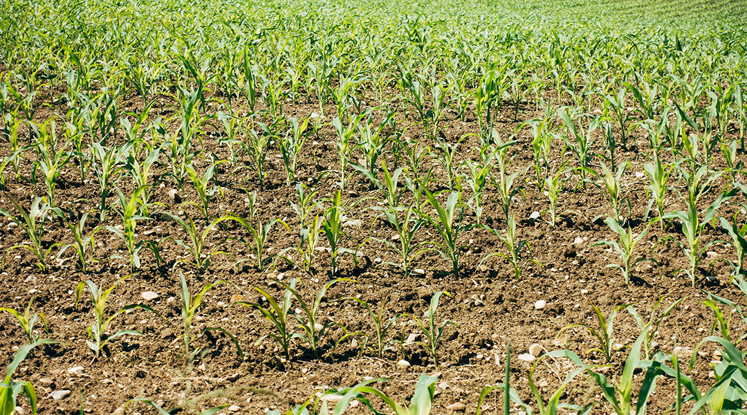 Image of plants in a field on a sunny day.