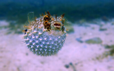 A marker pen loaded with pufferfish toxin could help treat chronic pain