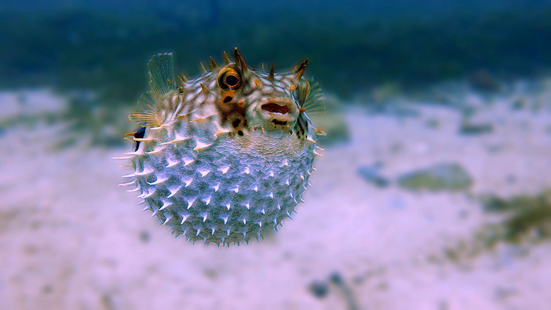 A puffer fish in the ocean.