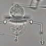 A microrobot holding single cells together.