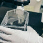 A gloved hand looking at a cell culture under a microscope.