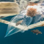 Fish swimming amongst plastic waste.