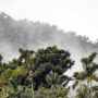 Image of the Amazon rainforest.